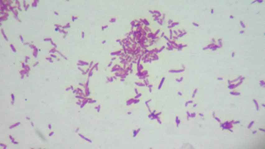 E. Coli Bacteria
